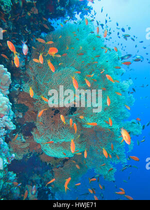 Juwelen-Fahnenbarsche, Pseudanthias Squamipinnis, Gorgonienkoralle, Korallenriff, Elphinstone-Riff, Rotes Meer, Aegypten Stockfoto