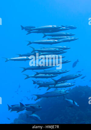 Schwarm, gröberen Barrakuda, größten Barracuda, Johannes? s Riff, Rotes Meer, Aegypten Stockfoto