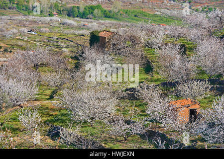 Kirschbäume, Prunus Cerasus, Kirschbäume in voller Blüte, Jerte-Tal, Cáceres Provinz, Extremadura, Spanien Stockfoto