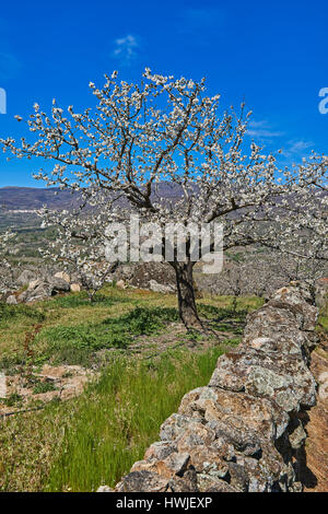 Kirschbäume, Prunus Cerasus, Kirschbäume in voller Blüte, Jerte-Tal, Cáceres Provinz, Extremadura, Spanien Stockfoto