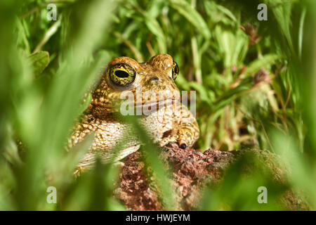 Sapo Corredor, Natterjack Kröte, Bufo Calamita, Benalmadena, Malaga, Andalusien, Spanien Stockfoto