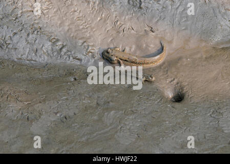 Bangladesch, Sundarbans Nationalpark an der Station Harbaria Wald. Blau-getupft Schlammspringer (WILD: Boleophthalmus Boddarti) amphibische Fische in Gobiidae Stockfoto