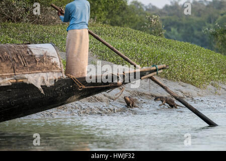 Bangladesch, Sundarbans Nationalpark. Traditionelle Fischerei mit Otter ausgebildet Otter. Diese Methode reicht bis 6. Jahrhundert n. Chr. zurück. Fischotter (Captive: Stockfoto