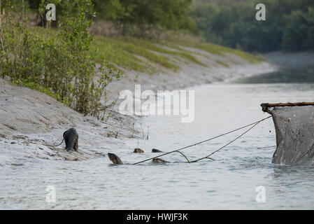 Bangladesch, Sundarbans Nationalpark. Traditionelle Fischerei mit Otter ausgebildet Otter. Diese Methode reicht bis 6. Jahrhundert n. Chr. zurück. An der Leine Fischotter (C Stockfoto