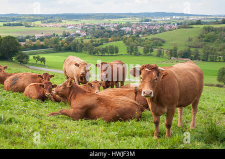 Limpurg Rinder, Buehlertann, Bühler Tal, Schwäbisch Hall, Region Hohenlohe, Baden-Württemberg, Heilbronn-Franken, Deutschland Stockfoto