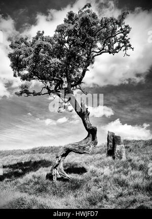 Schwarz / weiß Bild ein einsamer Baum in der Nähe von Atom Panoptikum, Colne, Lancashire. Stockfoto