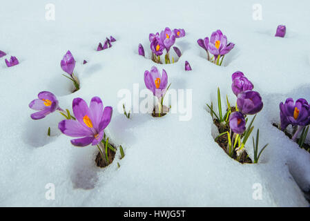 Blühen Violette Krokusse in Bergen. Karpaten, Ukraine-Europa Stockfoto