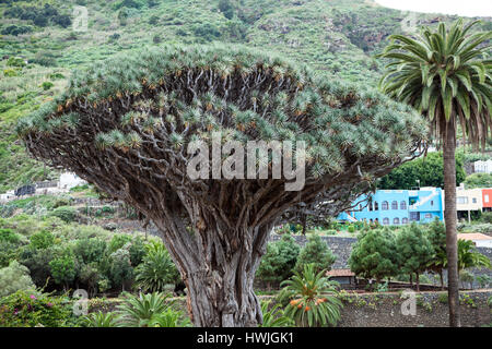 Baumkrone der Drachenbaum. Dracaena Draco-Baum ist ein natürliches Symbol der Insel Teneriffa. Symbol De Los Vinos Stadt, Kanarische, Spanien Stockfoto