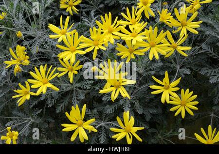 Euryops Actinobakterien oder grau gelb großblättrige Euryops Daisy Blumen Blume Stockfoto