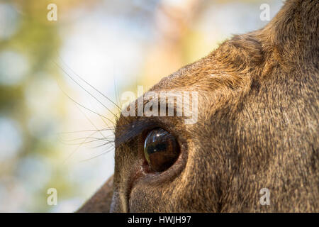 Elch oder europäischen Elchen Alces Alces weibliche Auge hautnah Stockfoto