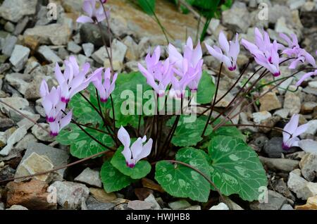 Cyclamen Persicum persische Alpenveilchen Blumen wachsen in einem Steingarten Garten Stockfoto