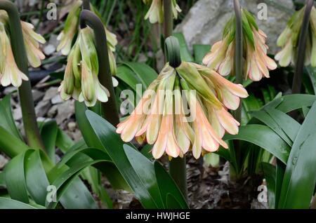 Cyrtanthus Falcatus oder sichelförmigem Feuerblumen Lilie Blume Stockfoto