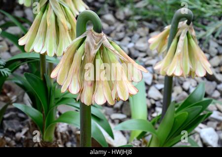 Cyrtanthus Falcatus oder sichelförmigem Feuerblumen Lilie Blume Stockfoto