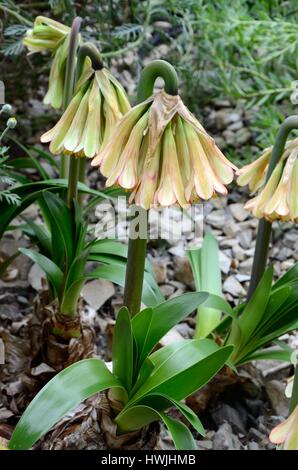 Cyrtanthus Falcatus oder sichelförmigem Feuerblumen Lilie Blume Stockfoto