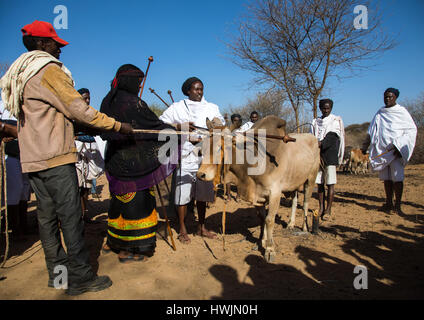 Kura Jarso Segen einen Stier vor der Schlachtung während der Gada System Zeremonie in Borana Stamm, Oromia, Yabelo, Äthiopien Stockfoto