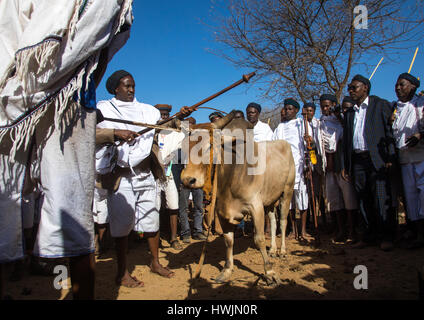 Kura Jarso Segen einen Stier vor der Schlachtung während der Gada System Zeremonie in Borana Stamm, Oromia, Yabelo, Äthiopien Stockfoto