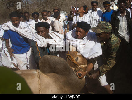 Schlachtung eines Stiers während der Gada System Zeremonie in Borana Stamm, Oromia, Yabelo, Äthiopien Stockfoto