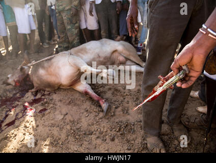 Schlachtung eines Stiers während der Gada System Zeremonie in Borana Stamm, Oromia, Yabelo, Äthiopien Stockfoto