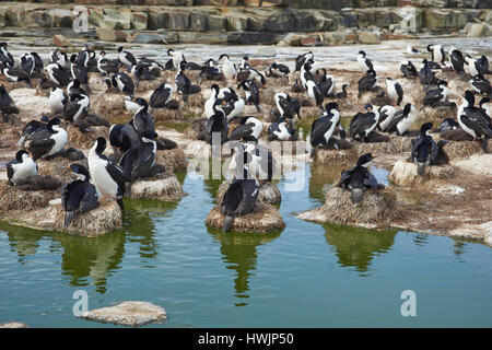 Kolonie der kaiserlichen Shag (Phalacrocorax Atriceps Albiventer) mit Küken auf Seelöwe Insel auf den Falkland-Inseln Stockfoto