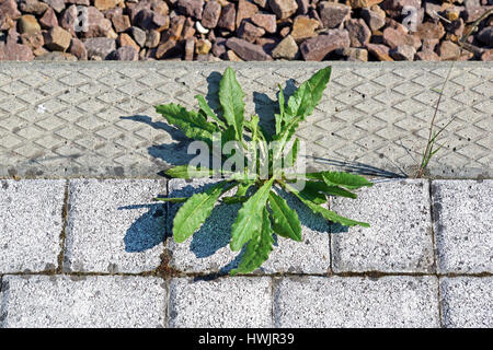 Unkraut auf Gehweg Stockfoto