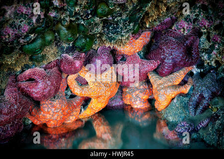 Seesterne und Seeanemonen bei Ebbe. Strand von Bandon, Oregon Stockfoto