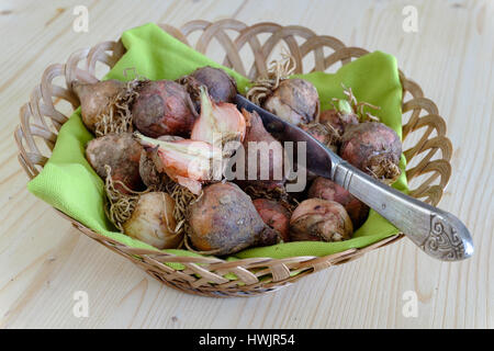 Traditionelle wild essen rohen Kochen Stockfoto