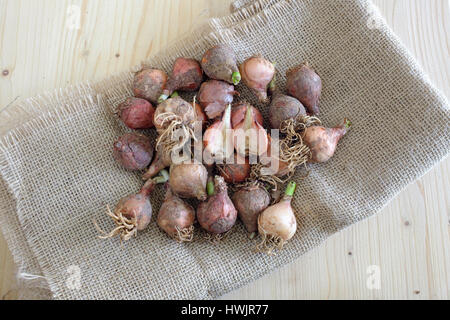 Traditionelle wild essen rohen Kochen Stockfoto