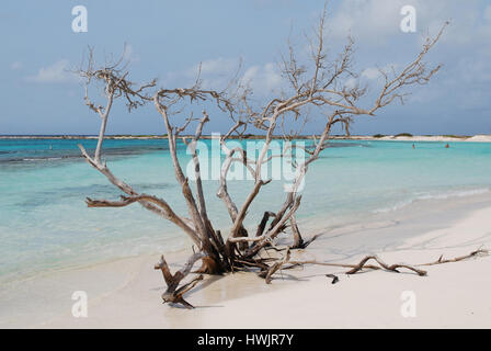 Treibholz-Baum am Ufer des Baby-Beach in Aruba. Stockfoto