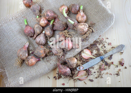 Traditionelle wild essen rohen Kochen Stockfoto