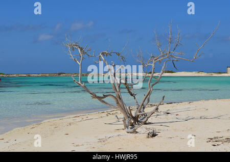 Treibholz-Baum am Ufer des Baby-Strand. Stockfoto