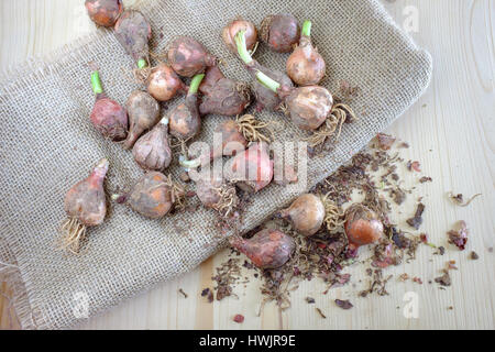 Traditionelle wild essen rohen Kochen Stockfoto