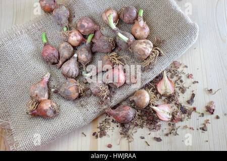 Traditionelle wild essen rohen Kochen Stockfoto