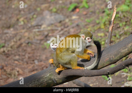 Paar der Totenkopfaffen spielen auf einen umgestürzten Baumstamm. Stockfoto