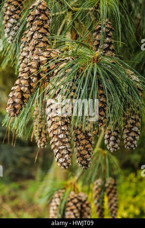 Zapfen der mexikanischen Weinen Pinie Stockfoto