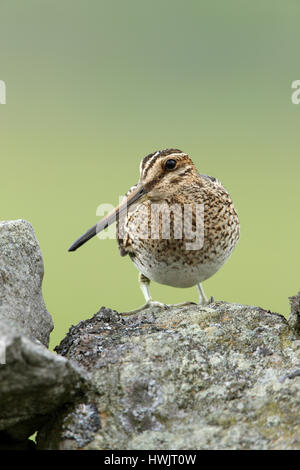 Bekassine Gallinago Gallinago thront auf einer Trockenmauer in Yorkshire Dales Stockfoto