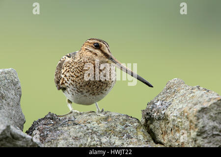 Bekassine Gallinago Gallinago thront auf einer Trockenmauer in Yorkshire Dales Stockfoto