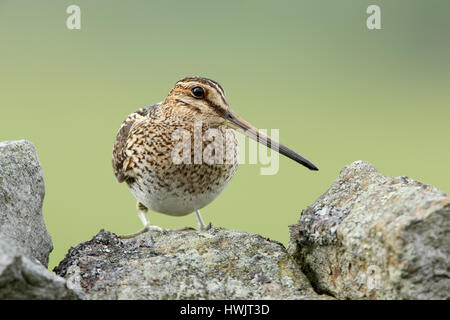 Bekassine Gallinago Gallinago thront auf einer Trockenmauer in Yorkshire Dales Stockfoto