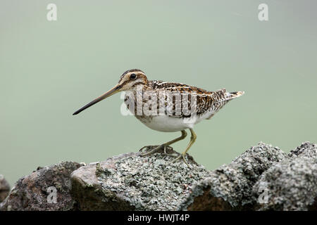 Bekassine Gallinago Gallinago thront auf einer Trockenmauer in Yorkshire Dales Stockfoto