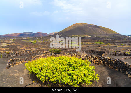 Weinberge in La Geria Region, Lanzarote, Kanarische Inseln, Spanien Stockfoto