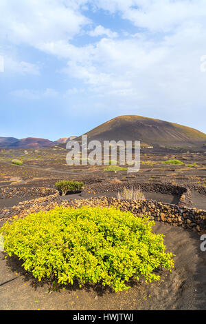 Weinberge in La Geria Region, Lanzarote, Kanarische Inseln, Spanien Stockfoto