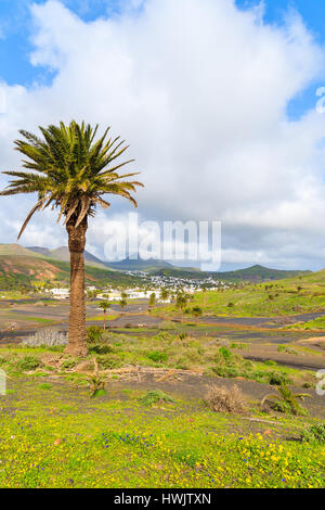 Palmen im Tal in der Nähe von Haria Dorf, Insel Lanzarote, Spanien Stockfoto