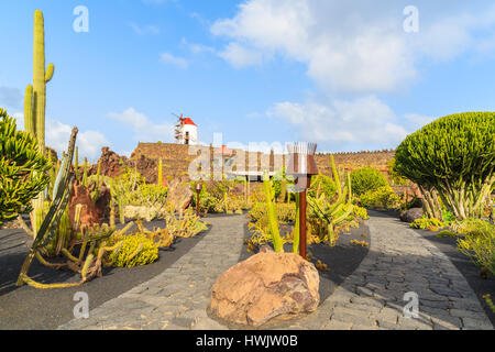 Tropischen Kakteen Gärten in Guatiza Dorf auf der Insel Lanzarote, Spanien Stockfoto