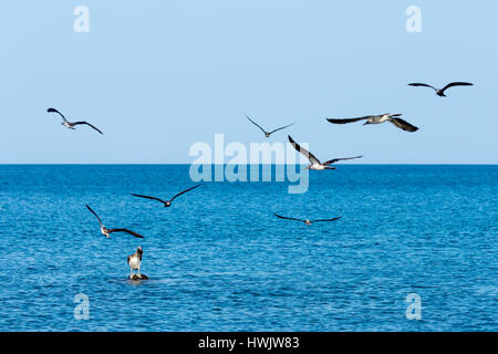 Mehrere blaue Footed Boobies und Brown Noddy Seeschwalben fliegen als ein brauner Pelikan steht auf einem Felsen auf den Galapagos-Inseln, Ecuador. Stockfoto