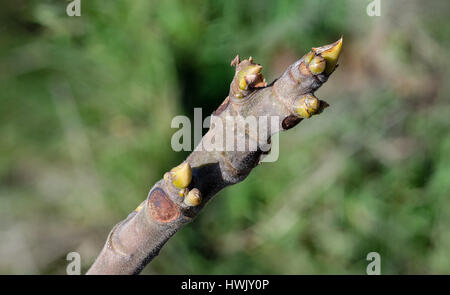 Detail der einen gemeinsamen Zweig der Feigen (Ficus Carica) mit einigen grünen Sprossen. Stockfoto