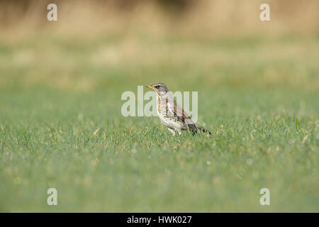 Wacholderdrossel (Turdus Pilaris) Erwachsenen, Nahrungssuche in Wiese, North Yorkshire, England, März Stockfoto