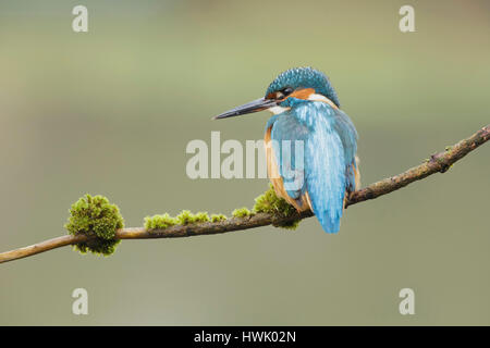 Gemeinsamen Eisvogel (Alcedo Atthis) Männchen, thront auf Zweig, West Yorkshire, England, März Stockfoto