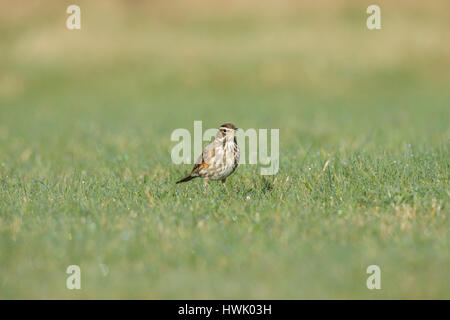 Rotdrossel (Turdus Iliacus) Erwachsenen, Nahrungssuche in Wiese, North Yorkshire, England, März Stockfoto