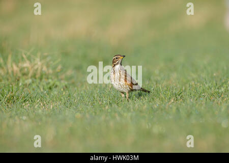 Rotdrossel (Turdus Iliacus) Erwachsenen, Nahrungssuche in Wiese, North Yorkshire, England, März Stockfoto