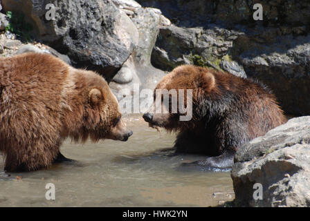 Paar von Grizzly-Bären zeigen ihre Neugier in ein Planschbecken. Stockfoto