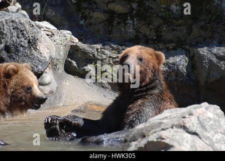 Paar von Grizzly-Bären auf den Ergebnissen eines flachen Flusses naschen. Stockfoto